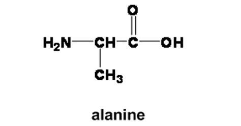 Alanine - an amino acid - Assignment Point