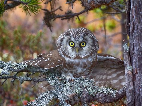 Boreal Owl Bird Facts (Aegolius funereus) | Birdfact