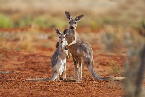 10 Incredible Facts About Kangaroos