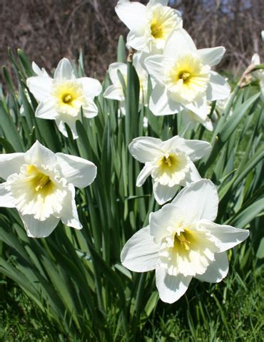 Ice Follies Daffodil in 2020 | Daffodils, Planting bulbs, Fall plants