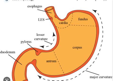 Alterations of the Digestive System Flashcards | Quizlet