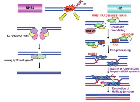 The function of NBS1 in homologous recombination repair. DNA ...