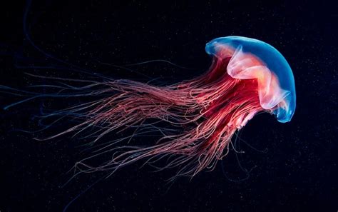 22 Jellyfish Facts for Kids that will Blow Your Mind – Facts For Kids