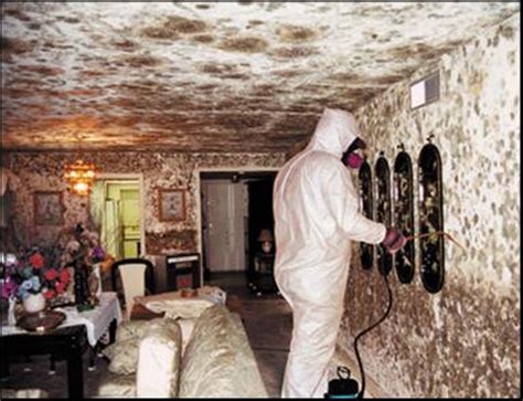 Black Mold Removal Columbus: Columbus Remove Mold in Basement