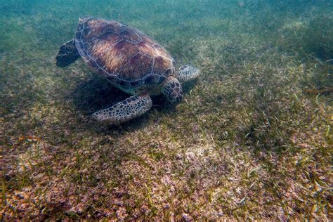 How to Snorkel with Sea Turtles in Akumal, Mexico | Turtle, Akumal ...