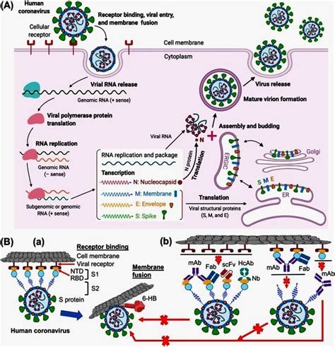 (A). Replication cycle of human coronavirus; (B) host cell receptor and ...