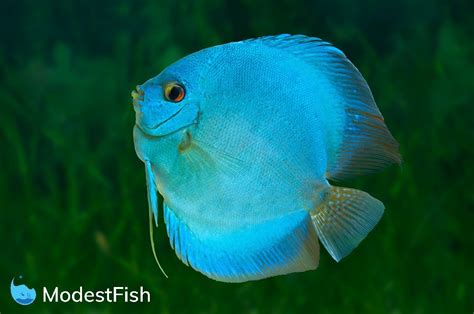 Discus Fish Types: Which One Will You Pick? (With Pictures)