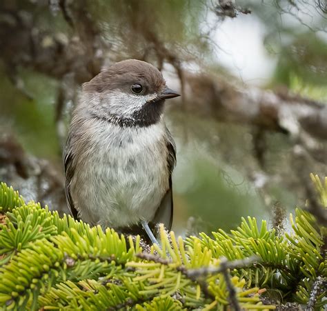 Boreal Chickadee - Owen Deutsch Photography