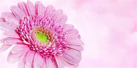 Fotos gratis : flor, pétalo, rosado, flora, mapa, gracias, Flores, de cerca, tarjeta postal ...