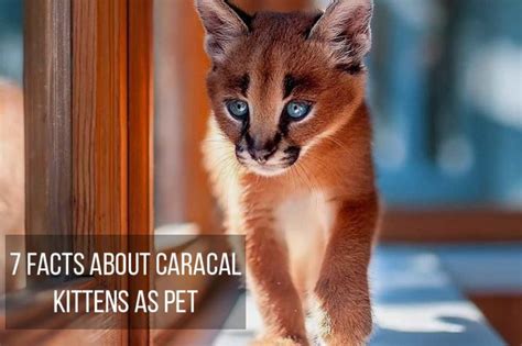 7 Caracal Cat Facts. Can Caracal Kitten be good pets? – Pets For Children