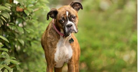 How Old was the Oldest Boxer Dog Ever? - IMP WORLD