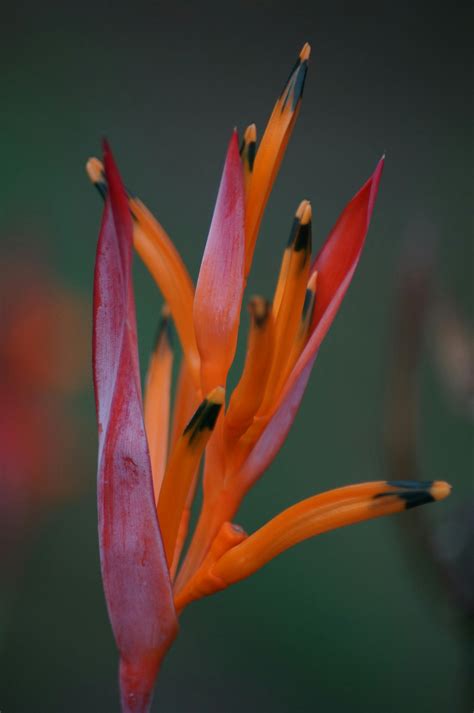 Free stock photo of coral, flower, macro photo