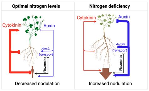 Flavonoid-Auxin/Cytokinin Link and Symbiosis | Encyclopedia MDPI