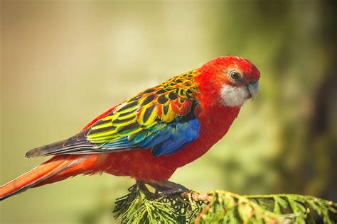 Eastern Rosella, Australia by Jim Zuckerman | Birds, Bird, Animals