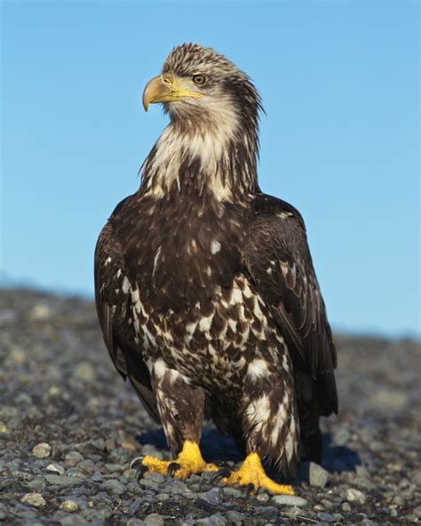 Juvenile Bald Eagle – Almost All Grown Up. Photo by Scott Bourne | Bald eagle, Juvenile bald ...