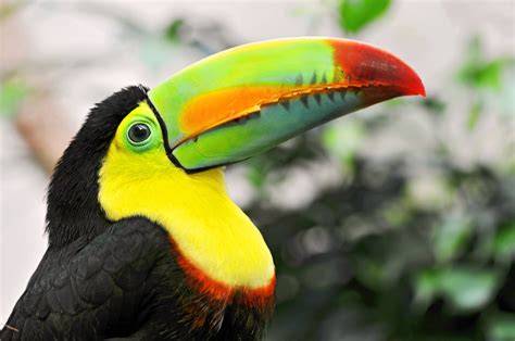 Toucan Wallpapers - Wallpaper Cave