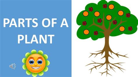 PARTS OF A PLANT || EDIBLE PARTS OF A PLANT || PLANTS PART AS FOOD || SCIENCE VIDEO FOR CHILDREN ...