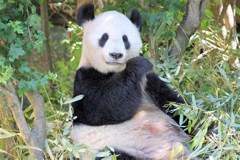 Are Pandas Dangerous? (Answered) - Wildlife Informer