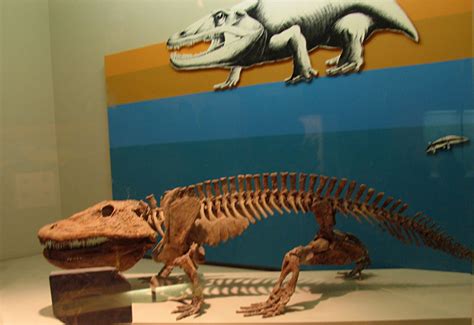 Louisville Fossils and Beyond: Eryops Amphibian Fossil