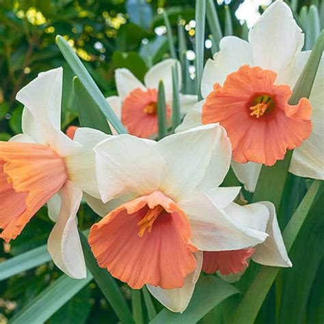 Daffodil Chromacolor : The Garden Club of Houston