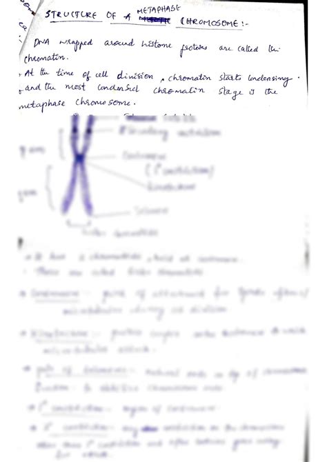 SOLUTION: Structure of metaphase chromosome - Studypool