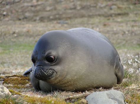 a gray seal laying on top of a grass covered field