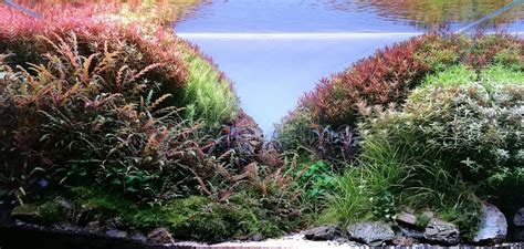 Aquascape Aquarium with Various Freshwater Plants Stock Image - Image ...