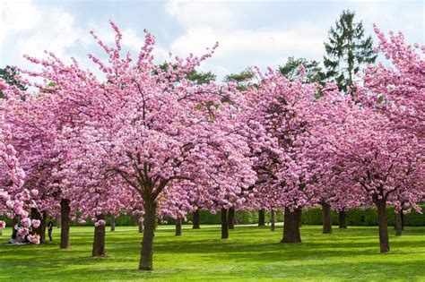 13 Spots to See Cherry Blossom Trees Without Crowds! | 97.1 WASH-FM | Toby + Chilli Mornings