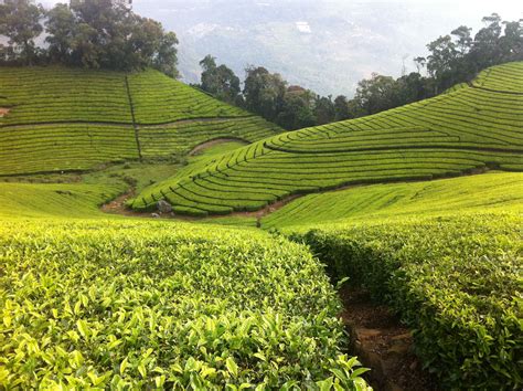 Tea Plantation. Nilgiri Hills, India. | Nilgiri Hills, India ...