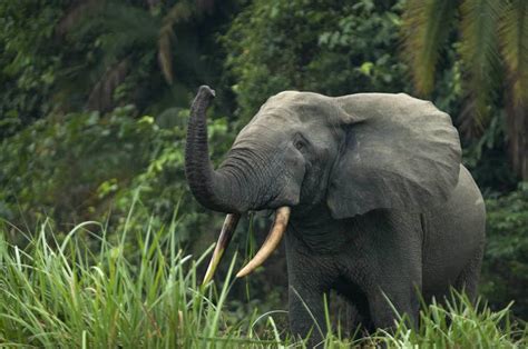 Africa's two elephant species are both endangered, due to poaching and habitat loss