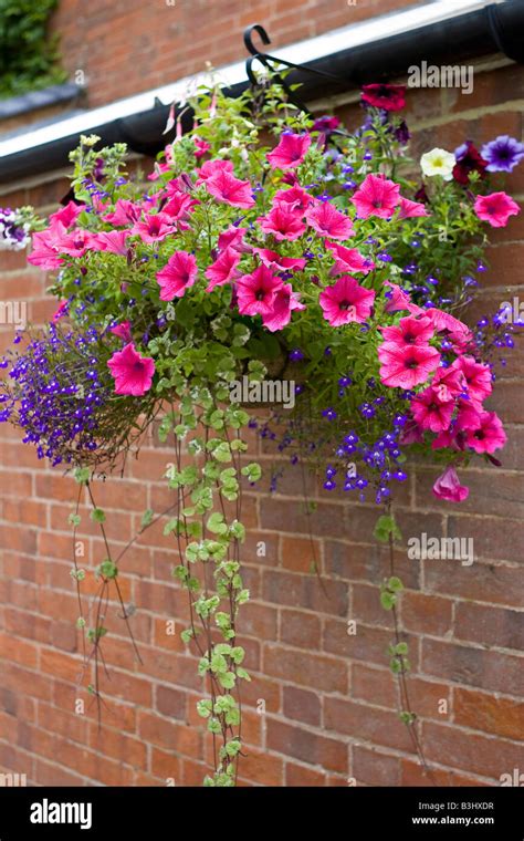 Pink petunias in hanging basket Stock Photo - Alamy