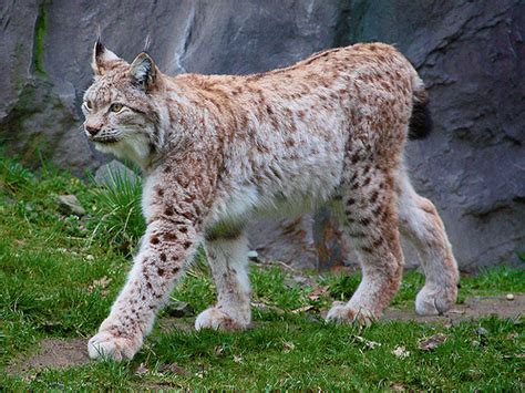 Eurasian Lynx | Coniferous Forest