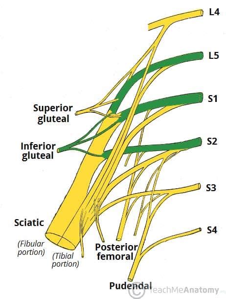 The Sacral Plexus - Spinal Nerves - Branches - TeachMeAnatomy