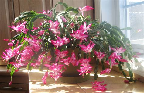 Christmas Zygo Cactus Schlumbergera truncata Fresh/rooted Cutting starter plant - Houseplants