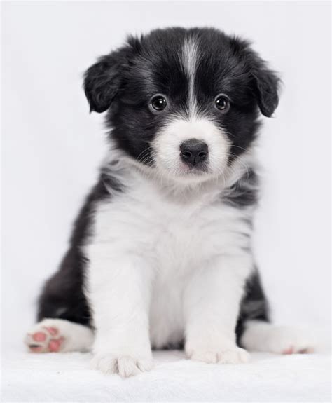 25+ Border Collie Puppy Facts Image - Bleumoonproductions