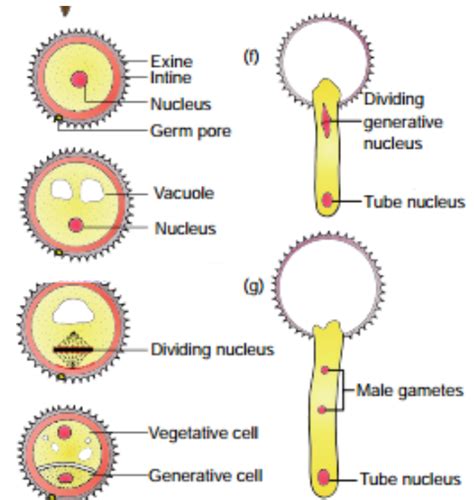 Explain the development process of male gametophyte. - Sarthaks ...