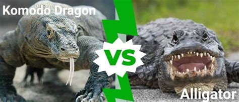 Komodo Dragon vs Alligator: Who Would Win in a Fight? - IMP WORLD