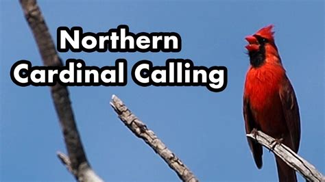 Northern Cardinal Calling From A Tree Branch - Bird Sounds and Calls ...