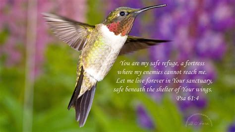 Hummingbirds Wallpapers - Wallpaper Cave