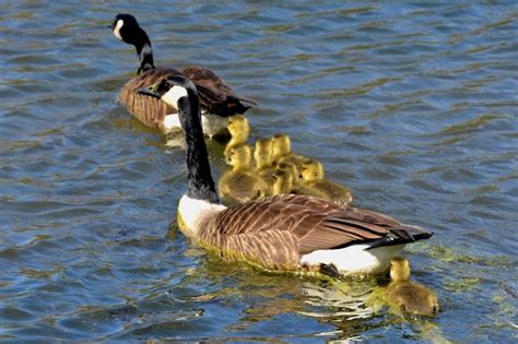 Premium Photo | Parent geese and baby gooslings swimming in pond