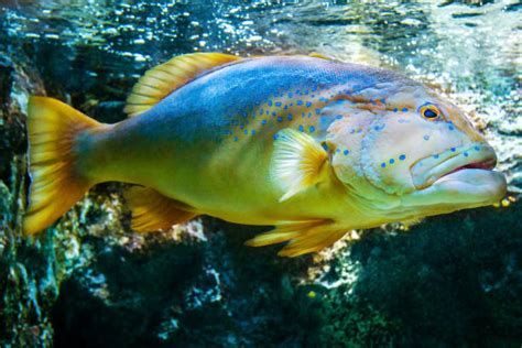 An Ultimate Guide to Pargo Fish: Species, Diet, and Fishing Tips