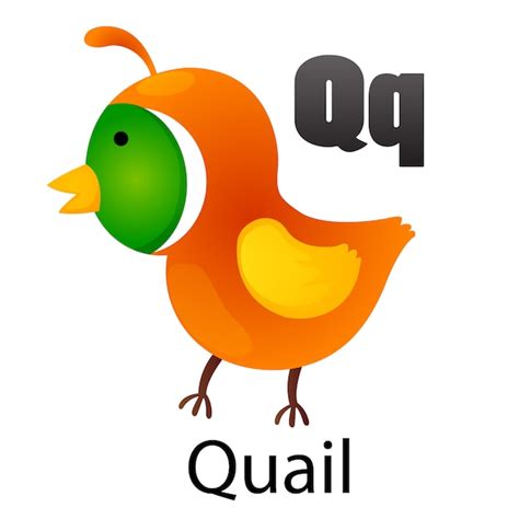 Premium Vector | Alphabet letter q-quail