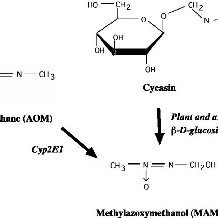 Metabolism of L-BMAA by the brain cytochrome P-450-dependent N... | Download Scientific Diagram