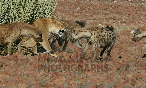 Buy Lion and Hyena Image Online - Print & Canvas Photos - Martin Willis Photographs