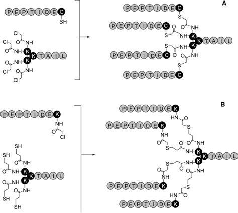 Thioether-based approaches to multimeric peptides. In standard approach... | Download Scientific ...