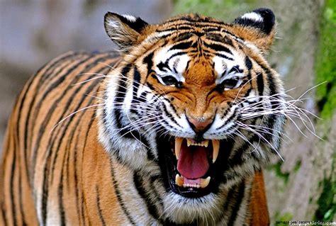 Angry Tiger Face Wallpaper | Amazing Wallpapers