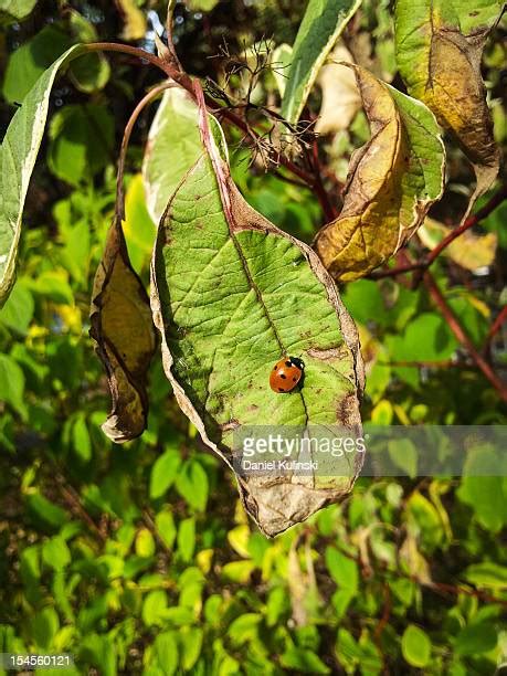 Ladybug Metamorphosis Photos and Premium High Res Pictures - Getty Images