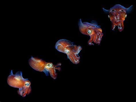 A multiple exposure of a Stubby squid | Smithsonian Photo Contest ...