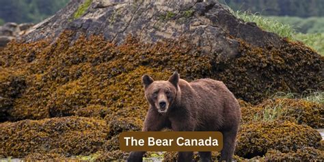 Exploring Enigmatic The Bear Canada: A Canada Wildlife Guide