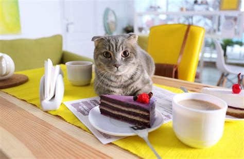 Can Cats Eat Cake (& Which Cakes are Toxic to Them) - Whiskerful Life